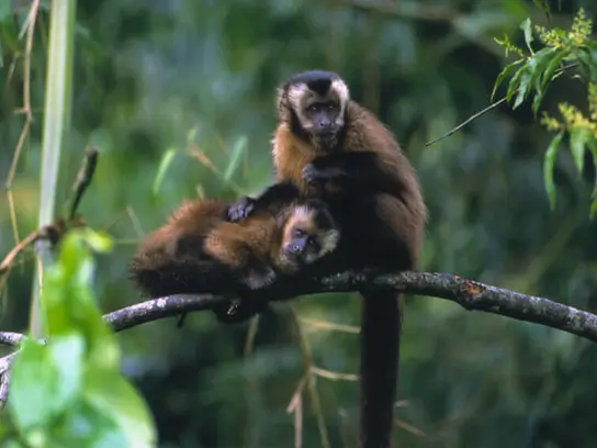 쿠스코 출발 3D2N 마누 아마존 열대 우림 투어