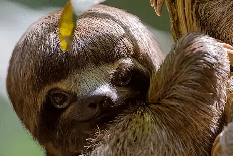 아마존 라이프 4D3N 탐보파타 정글 투어