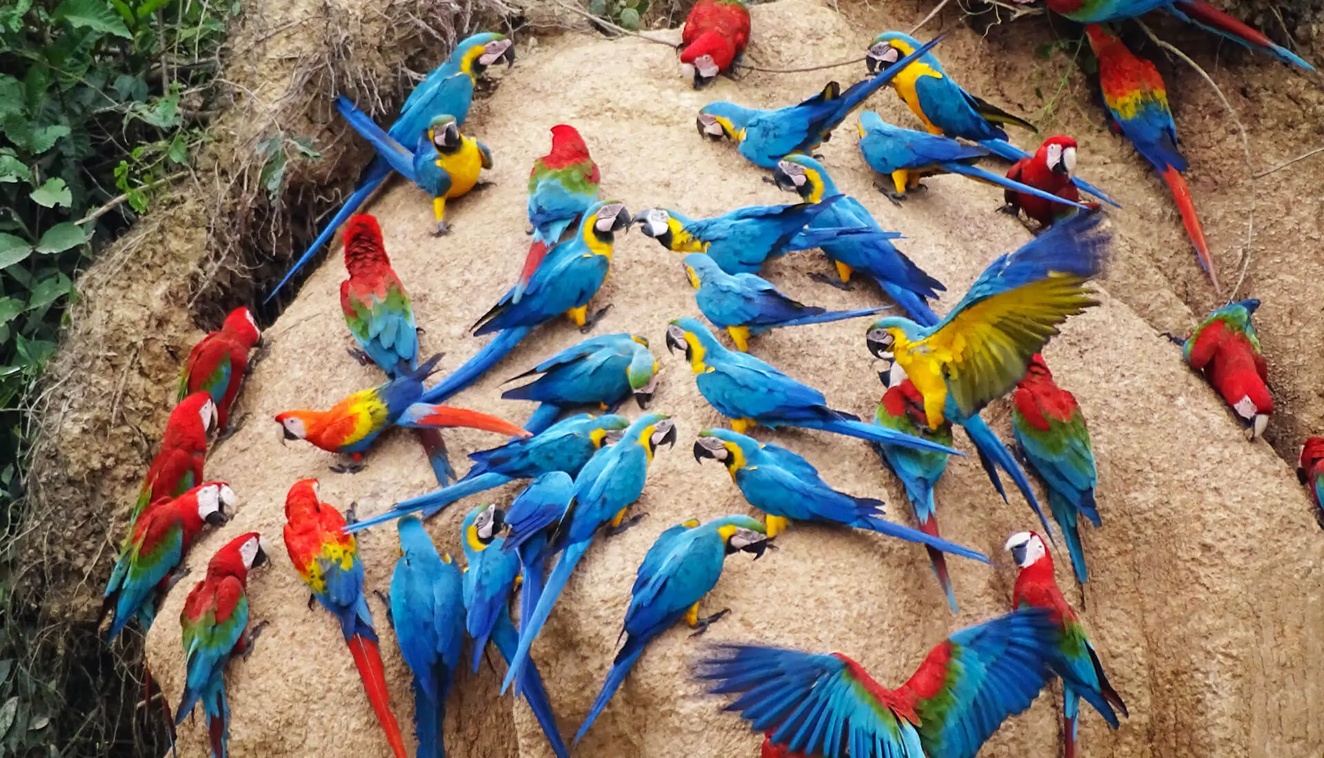 푸에르토 말도나도 공항 출발 4D3N 아마존 열대 우림 마코 투어