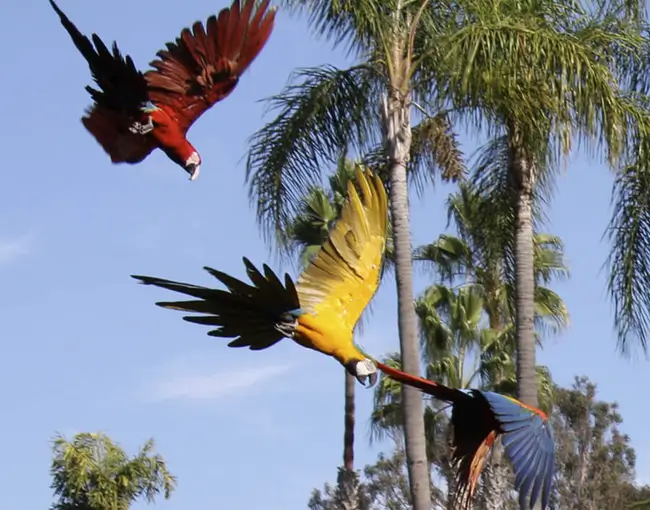 쿠스코 출발 4D3N 마누 아마존 열대 우림 투어