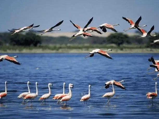 리마 공항에서 Paracas, Ica, Huacachina + Nazca 라인까지 2D1N 투어