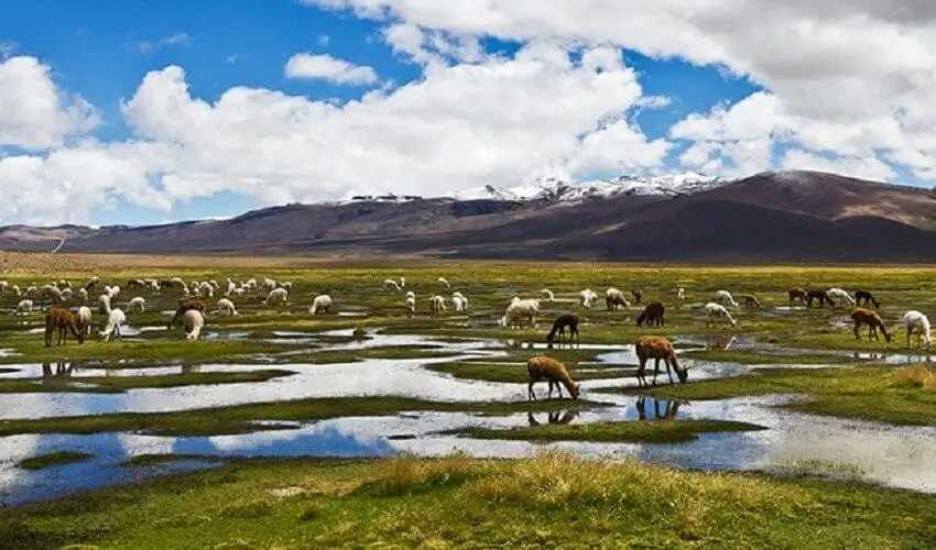 버스 + 페루 요리로 푸노에서 쿠스코까지 투어