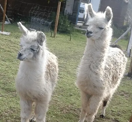 Condor Flying과 함께하는 야생 동물 보호 구역 투어